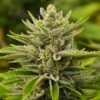 GMO Cookies Feminized Marijuana Seeds | GMO Cookies Strain | The Seed Fair