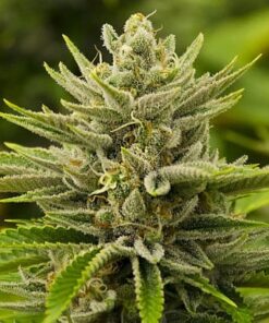 GMO Cookies Feminized Marijuana Seeds | GMO Cookies Strain | The Seed Fair