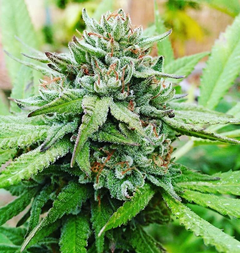 Gobbstopper Feminized Seeds | The Seed Fair