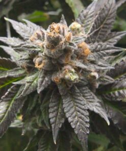 God Bud Feminized Marijuana Seeds | God Bud Strain | The Seed Fair