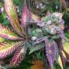 Godberry Feminized Marijuana Seeds | Godberry Feminized Strain | The Seed Fair
