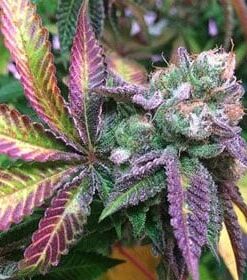 Godberry Feminized Marijuana Seeds | Godberry Feminized Strain | The Seed Fair