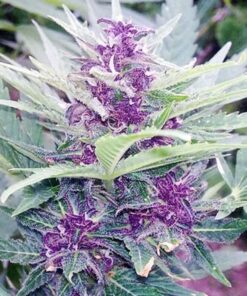 Godfather Purple Kush Feminized Marijuana Seeds | Godfather Purple | The Seed Fair