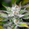 Godzilla Feminized Marijuana Seeds | Godzilla Feminized Strain | The Seed Fair