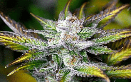 Godzilla Feminized Marijuana Seeds | Godzilla Feminized Strain | The Seed Fair