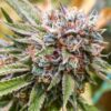 Goji OG Haze Feminized Marijuana Seeds | Goji OG Haze Strain | The Seed Fair