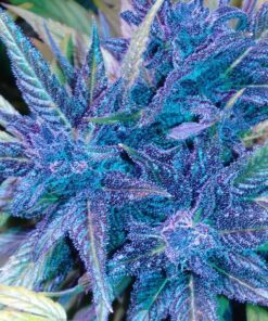 Goldberry Feminized Marijuana Seeds | Goldberry Feminized Strain | The Seed Fair