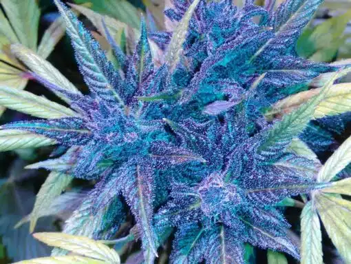Goldberry Feminized Marijuana Seeds | Goldberry Feminized Strain | The Seed Fair