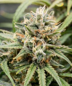 Golden Goat Feminized Marijuana Seeds | Golden Goat Strain | The Seed Fair