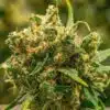 Golden Pineapple Feminized Marijuana Seeds | Golden Pineapple Strain | The Seed Fair