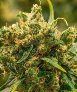 Golden Pineapple Feminized Marijuana Seeds | Golden Pineapple Strain | The Seed Fair