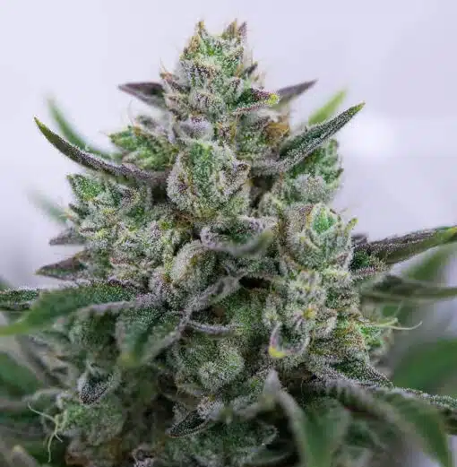 Goo Feminized Marijuana Seeds | Goo Feminized Strain | The Seed Fair