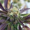 Grand Doggy Purps Feminized Marijuana Seeds | Grand Doggy Strain | The Seed Fair