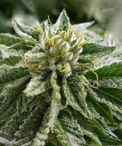 Grand Hindu Feminized Marijuana Seeds | Grand Hindu Strain | The Seed Fair