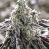 Grandma’s Sugar Cookies Feminized Marijuana Seeds | Grandma's Sugar | The Seed Fair