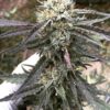 Grandpa Larry OG Feminized Marijuana Seeds | Grandpa Larry Strain | The Seed Fair