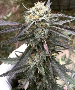 Grandpa Larry OG Feminized Marijuana Seeds | Grandpa Larry Strain | The Seed Fair