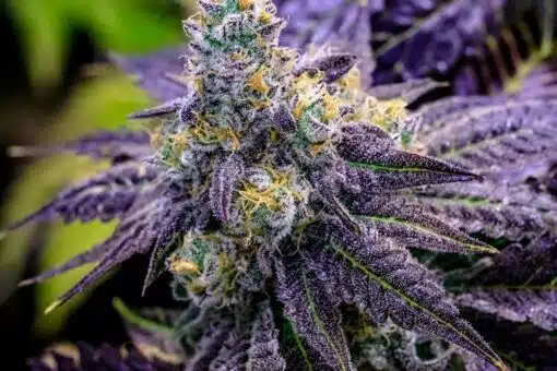 Grape Drink Feminized Marijuana Seeds | Grape Drink Strain | The Seed Fair
