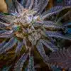 Grape Stomper Feminized Marijuana Seeds | Grape Stomper Strain | The Seed Fair