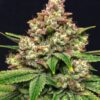 Grease Monkey Feminized Marijuana Seeds | Grease Monkey Strain | The Seed Fair