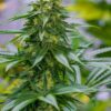 Green Avenger Feminized Marijuana Seeds | Green Avenger Strain | The Seed Fair