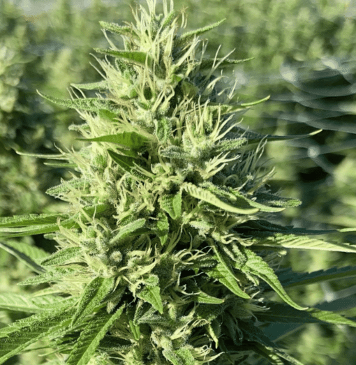 Green Door Kush Feminized Marijuana Seeds | Green Door Strain | The Seed Fair