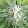 Green Goddess Feminized Marijuana Seeds | Green Goddess Strain | The Seed Fair