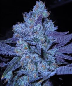 Grimace Feminized Marijuana Seeds | Grimace Feminized Strain | The Seed Fair