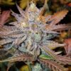 Guard Dawg Feminized Marijuana Seeds | Guard Dawg Strain | The Seed Fair