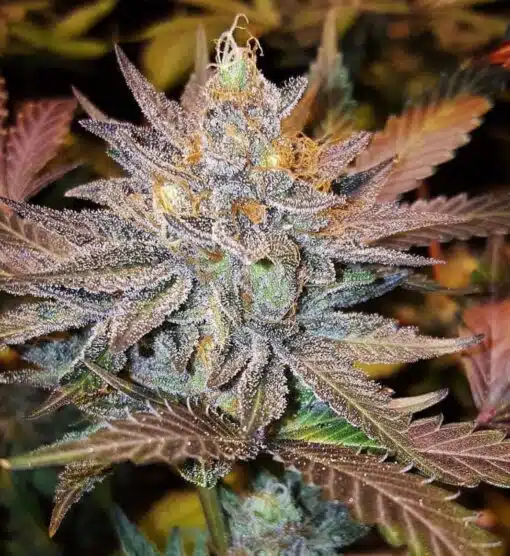 Guard Dawg Feminized Marijuana Seeds | Guard Dawg Strain | The Seed Fair