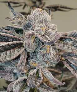 Hammerhead Feminized Marijuana Seeds | Hammerhead Strain | The Seed Fair