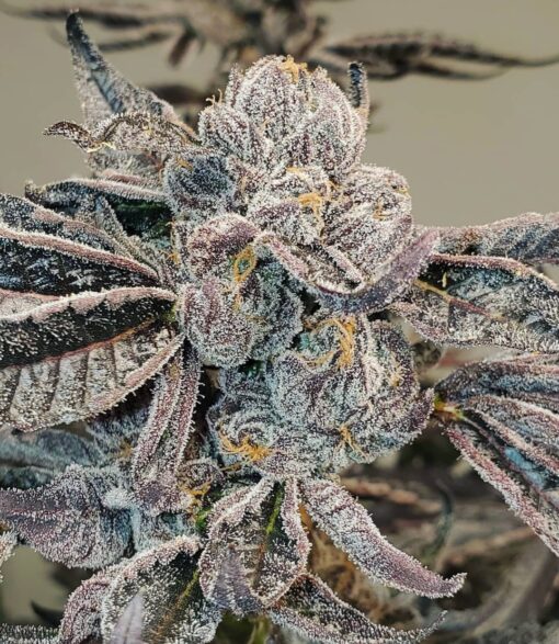 Hammerhead Feminized Marijuana Seeds | Hammerhead Strain | The Seed Fair