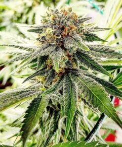 Hash Plant Feminized Marijuana Seeds | Hash Plant Strain | The Seed Fair