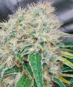 Hashberry Feminized Marijuana Seeds | Hashberry Feminized Strain | The Seed Fair