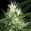 Hawaiian Snow Feminized Marijuana Seeds | Hawaiian Snow Strain | The Seed Fair