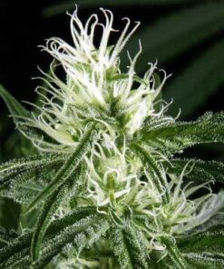 Hawaiian Snow Feminized Marijuana Seeds | Hawaiian Snow Strain | The Seed Fair