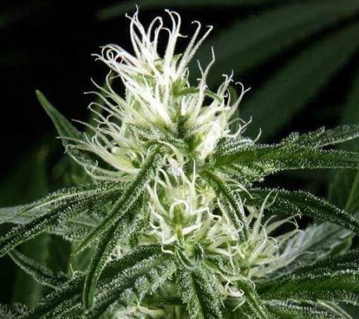 Hawaiian Snow Feminized Marijuana Seeds | Hawaiian Snow Strain | The Seed Fair
