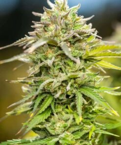Heavy Duty Fruity Feminized Marijuana Seeds | Heavy Duty Strain | The Seed Fair