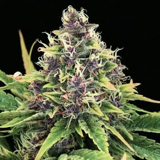 Hindu Kush Feminized Cannabis Seeds | Hindu Kush Strain | The Seed Fair