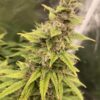 Hindu Skunk Feminized Marijuana Seeds | Hindu Skunk Strain | The Seed Fair