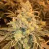 Honey Bananas Feminized Marijuana Seeds | Honey Bananas Strain | The Seed Fair