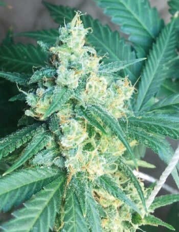 Honey Boo Boo Feminized Marijuana Seeds | Honey Boo Strain | The Seed Fair