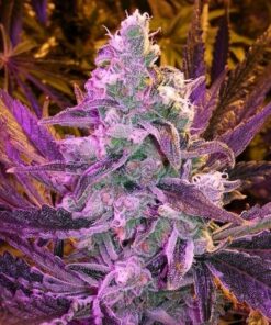 Huckleberry Feminized Marijuana Seeds | Huckleberry Feminized Strain | The Seed Fair