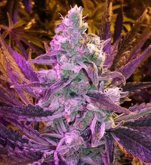 Huckleberry Feminized Marijuana Seeds | Huckleberry Feminized Strain | The Seed Fair