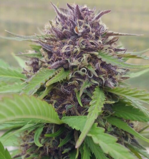 Humboldt Headband Feminized Marijuana Seeds | Humboldt Headband | The Seed Fair