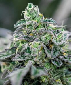 Ice Cream Feminized Marijuana Seeds | Ice Cream Strain | The Seed Fair