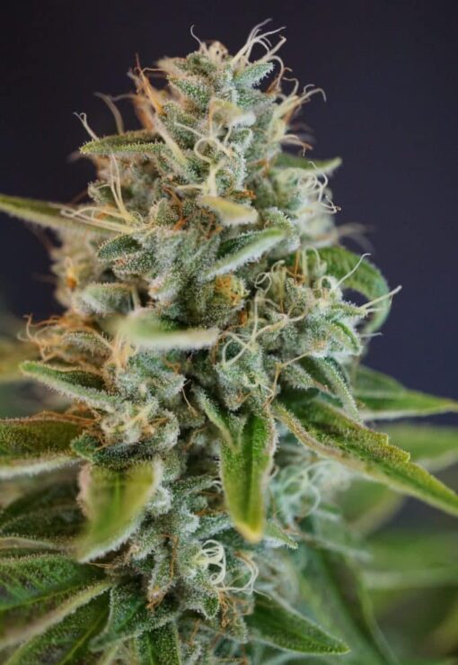 Iron Triangle Feminized Marijuana Seeds | Iron Triangle Strain | The Seed Fair
