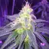 Island Sweet Skunk Feminized Marijuana Seeds | Island Sweet Strain | The Seed Fair