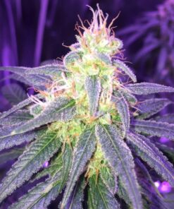 Island Sweet Skunk Feminized Marijuana Seeds | Island Sweet Strain | The Seed Fair