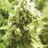 Jack Flash Feminized Marijuana Seeds | Jack Flash Strain | The Seed Fair